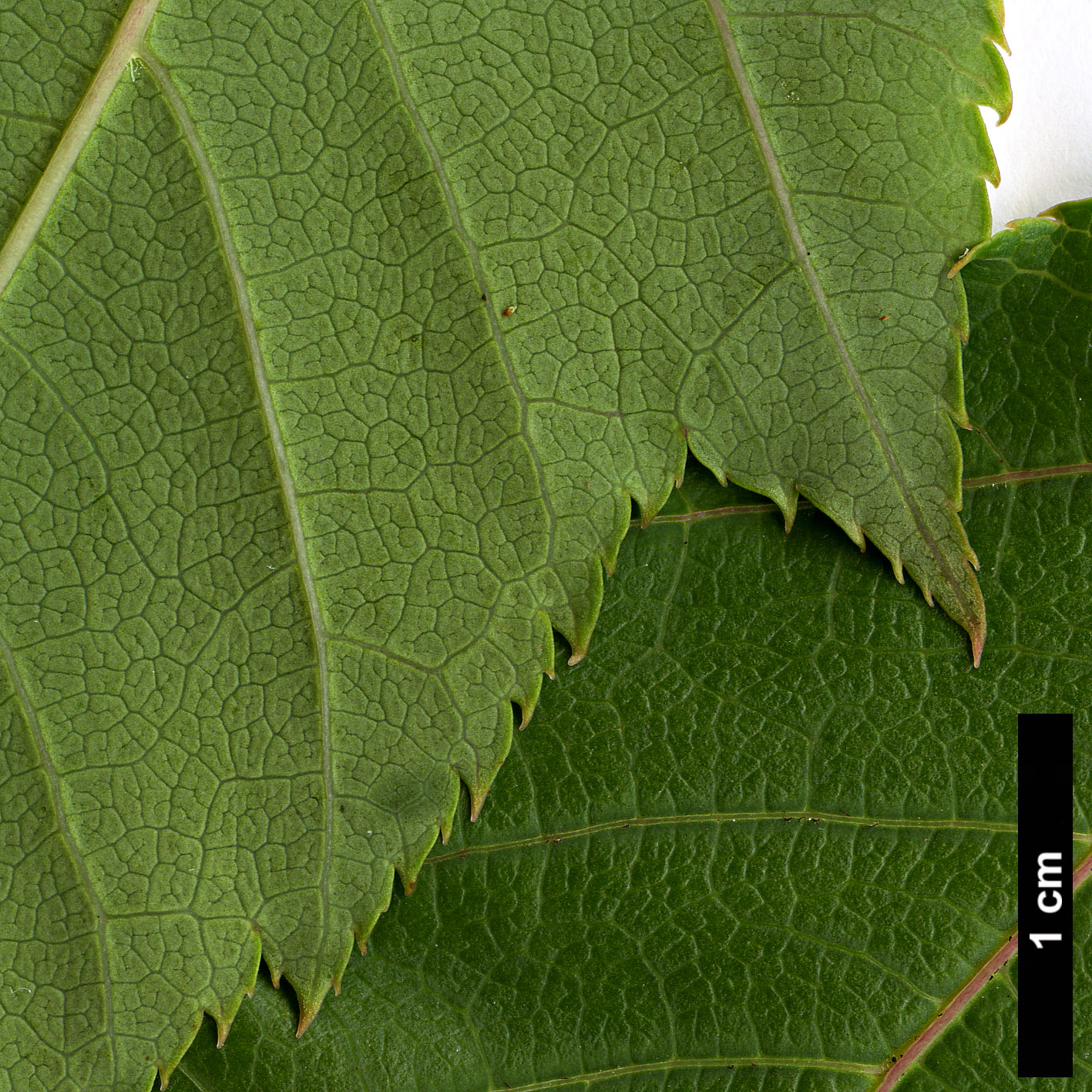 High resolution image: Family: Sapindaceae - Genus: Acer - Taxon: aff. pectinatum